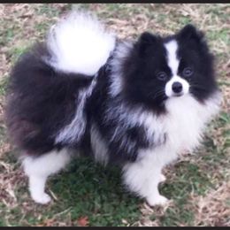 Pandora - Pomeranian