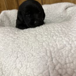 Labrador Retriever Puppies from Hunter’s Moon Retrievers