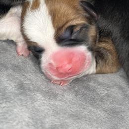 American Corgi and Pembroke Welsh Corgi Puppies from High Cotton Corgis