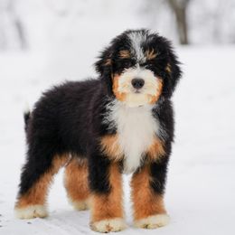 Bernedoodle Puppies from Down Home Doodle