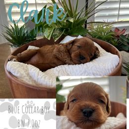 Blue Collar - Red male Cavapoo puppy in West Jordan, Utah from Ruby's Cavapoos