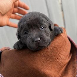 Peeps - Charcoal male Dilute Retriever puppy in Baldwin City, Kansas from Hedge Lane Labradors