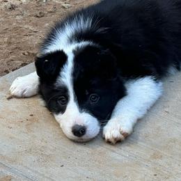 Harmony - Black and white female Border Collie puppy in Jonesboro, Arkansas from Hampton Border Collies