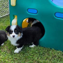 Willow - Black and tan female Pembroke Welsh Corgi puppy in Rensselaer, Indiana from Sharand MAS and Pembroke Welsh Corgis