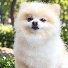 Pomeranians from Evgenia Jones
