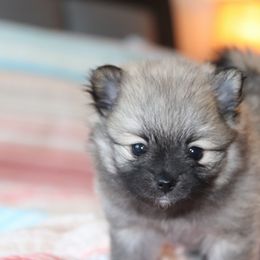 Pomeranian Puppies from Red Wagon Pomeranians
