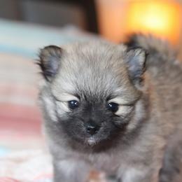 Pomeranian Puppies from Red Wagon Pomeranians