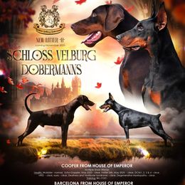 Doberman Pinscher puppies from Schloss Velburg Dobermanns
