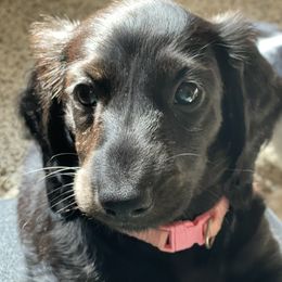 Dachshund Puppies from Meyerhaus (Weenie-Corn Ranch)
