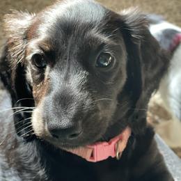 Dachshund Puppies from Meyerhaus (Weenie-Corn Ranch)
