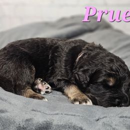 Prue - Black female Saint Berdoodle puppy in Battle Ground, Washington from Mad Hatter Farms Saint Berdoodles