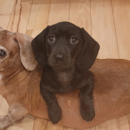 Dachshunds from Ziva's Friends