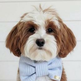 Charlie - Goldendoodle