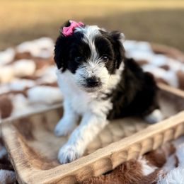 Pink collar (Toy) - Black and white female Aussiedoodle puppy in 32046, Florida from River Hill Ranch