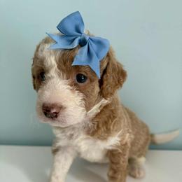 Aussiedoodle and Labradoodle Puppies from Doodles on Duty