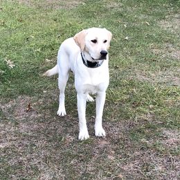 Lacy - Labrador Retriever