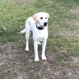 Lacy - Labrador Retriever