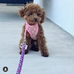 Poodle All Grown Up from Vegas Toy Poodles
