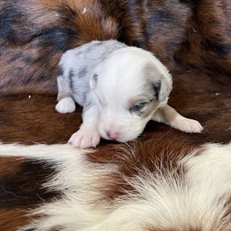 Australian Shepherd Puppies from Victoria Abbott