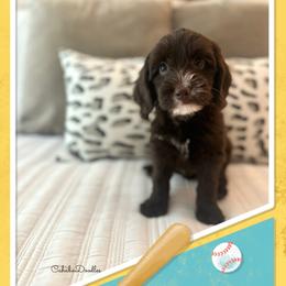 Squints - Chocolate male Australian Labradoodle puppy in Trussville, Alabama from Cahaba Doodles