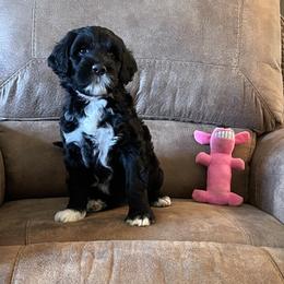 Portuguese Water Dog Puppies from Delgatty PWDs