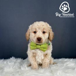 Hulk - Cream male Companion Cross puppy in Utah County, Utah from Big Hearted Breeders