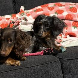 Dachshunds from Precious Paws