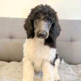 Milo - Parti male Poodle puppy in Meadowbrook, California from Standard Poodle Pups