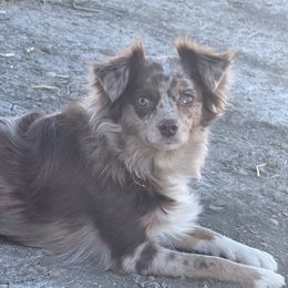 River - Australian Shepherd