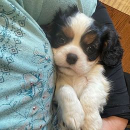 Buddy - Tri-color male Cavalier King Charles Spaniel puppy in Meredith, New Hampshire from Meant To Be Cavalier King Charles Spaniels