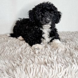 Cotton Candy - Black and white female Aussiedoodle puppy in Shiocton, Wisconsin from White Star Acres