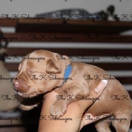 Blue collar - Wheaten male Miniature Schnauzer puppy in Santa Ana, California from The_K_Schnauzers