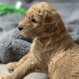 Goldendoodles from The Puppy Brigade