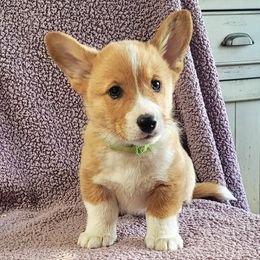 Oliver (light green) - White and red male Pembroke Welsh Corgi puppy in Port Byron, Illinois from Seegrist Family Puppies