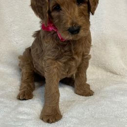 Goldendoodle Puppies from The Bruce Farm