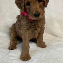 Goldendoodle Puppies from The Bruce Farm