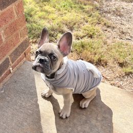 Boy 1 - French Bulldog puppy in Athens, Georgia from Noel’s Frenchies