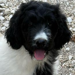 Zinna - female Newfypoo puppy in San Antonio, Texas from Mammoth Doodles