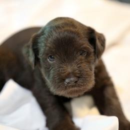 Mr. Grey - Liver male Miniature Schnauzer puppy in Pensacola, Florida from Reservoir Dogs