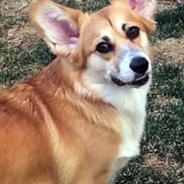 Pembroke Welsh Corgis from Cefin Corgis
