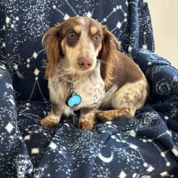 Bandit - Dachshund