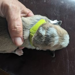 Pembroke Welsh Corgi Puppies from Jersey Shore Corgis