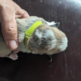 Pembroke Welsh Corgi Puppies from Jersey Shore Corgis