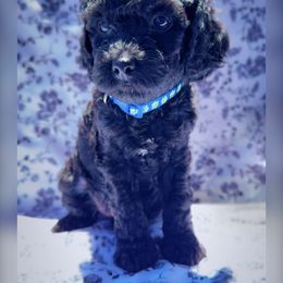 Goldendoodle Puppies from Darling Doodles