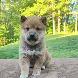 Dusty - Red male Shiba Inu puppy in Clayton, Illinois from Adorable-Puppies