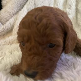 Girl 2 - Red  female Poodle puppy in Anaheim, California from Amelia's Poodles