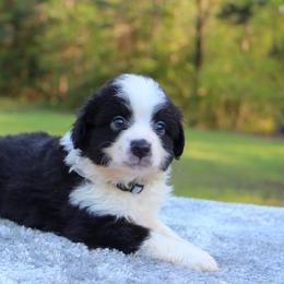 Reese - Blue tri male Toy Australian Shepherd puppy in Bauxite, Arkansas from J and B Mini Aussies