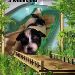 Blue Tri color Boy - Parti male Yorkshire Terrier puppy in Inverness, Florida from Luvayorkie&more
