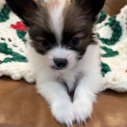 Papillon puppies from Tylane Papillons