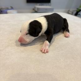 Turkey - White and black male Whippet puppy in Fort Myers, Florida from Rainbow Whippets